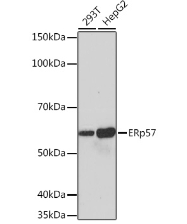 ERp57 Rabbit Monoclonal Antibody