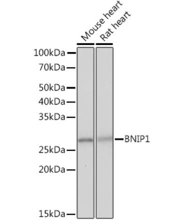 BNIP1 Rabbit Monoclonal Antibody