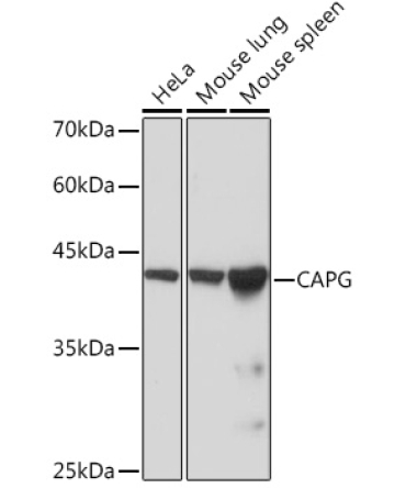 CAPG Rabbit Monoclonal Antibody