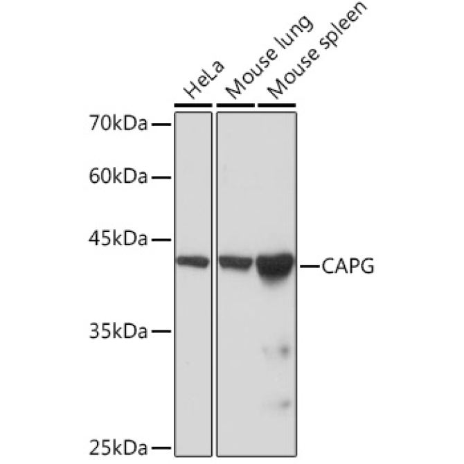 CAPG Rabbit Monoclonal Antibody