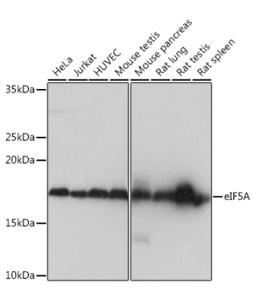 eIF5A Rabbit Monoclonal Antibody
