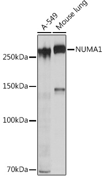 NUMA1 Rabbit Monoclonal Antibody