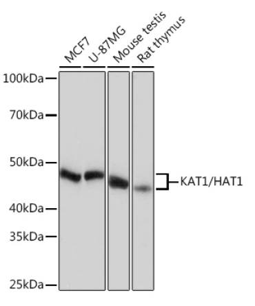 KAT1/HAT1 Rabbit Monoclonal Antibody