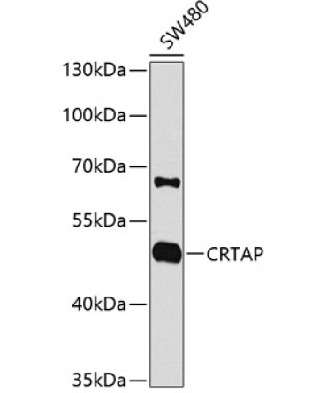 CRTAP Rabbit Polyclonal Antibody