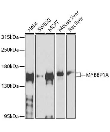 MYBBP1A Rabbit Polyclonal Antibody