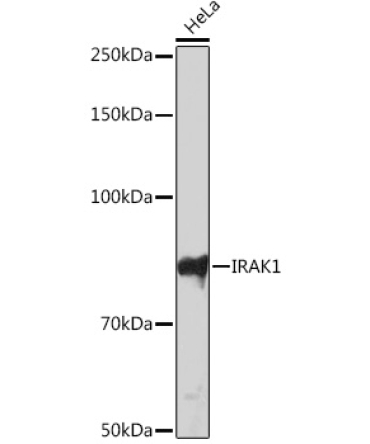IRAK1 Rabbit Monoclonal Antibody