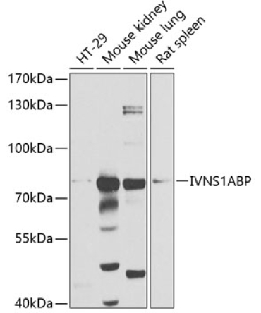 IVNS1ABP Rabbit Polyclonal Antibody