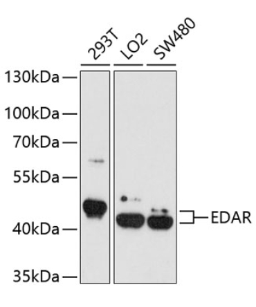 EDAR Rabbit Polyclonal Antibody