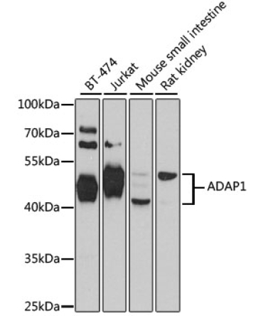 ADAP1 Rabbit Polyclonal Antibody