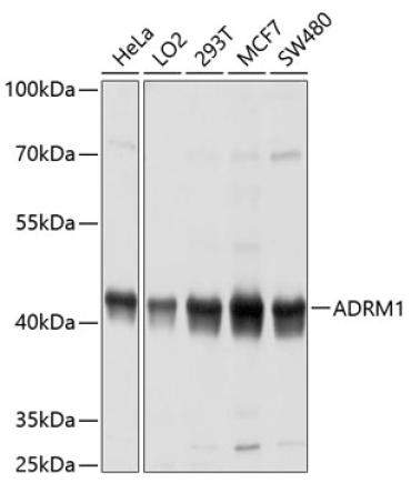ADRM1 Rabbit Polyclonal Antibody
