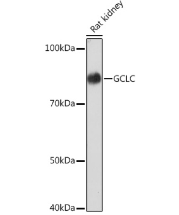 GCLC Rabbit Monoclonal Antibody