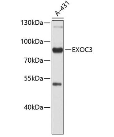 EXOC3 Rabbit Polyclonal Antibody