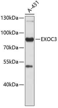 EXOC3 Rabbit Polyclonal Antibody