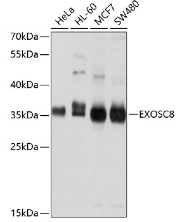 EXOSC8 Rabbit Polyclonal Antibody