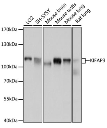 KIFAP3 Rabbit Polyclonal Antibody
