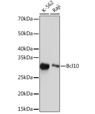 Bcl10 Rabbit Monoclonal Antibody