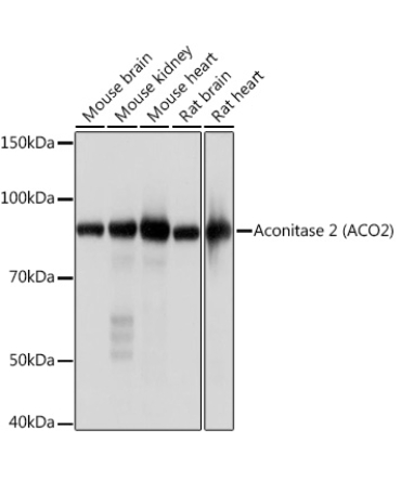 Aconitase 2 (ACO2) Rabbit Monoclonal Antibody