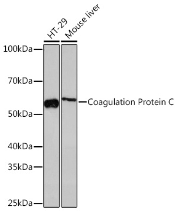 Coagulation Protein C Rabbit Monoclonal Antibody