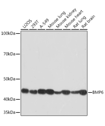 BMP6 Rabbit Monoclonal Antibody