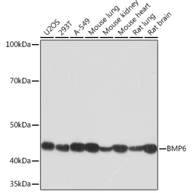 BMP6 Rabbit Monoclonal Antibody