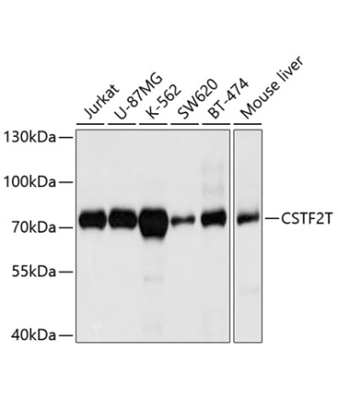 CSTF2T Rabbit Polyclonal Antibody
