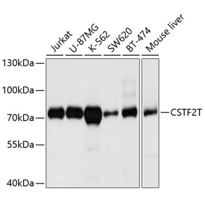 CSTF2T Rabbit Polyclonal Antibody