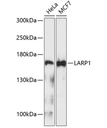 LARP1 Rabbit Polyclonal Antibody