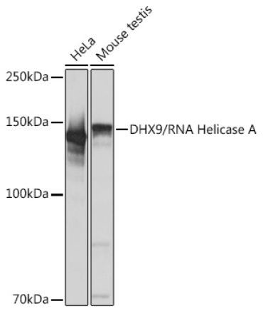 DHX9/RNA Helicase A Rabbit Monoclonal Antibody