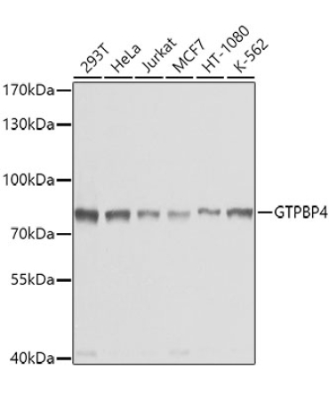 GTPBP4 Rabbit Polyclonal Antibody