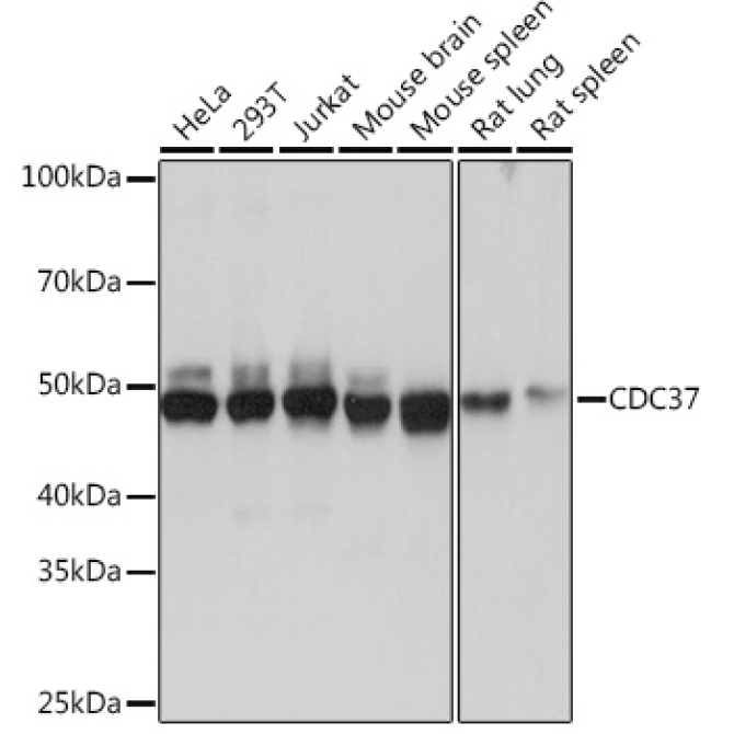 CDC37 Rabbit Monoclonal Antibody