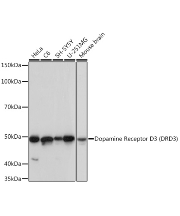 Dopamine Receptor D3 (DRD3) Rabbit Monoclonal Antibody