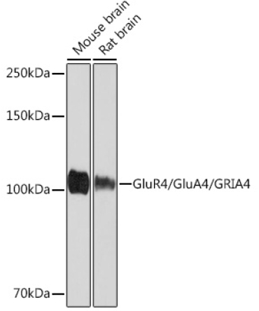 GluR4/GluA4/GRIA4 Rabbit Monoclonal Antibody