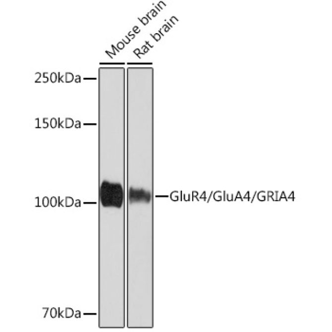 GluR4/GluA4/GRIA4 Rabbit Monoclonal Antibody