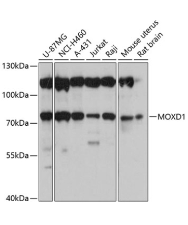 MOXD1 Rabbit Polyclonal Antibody