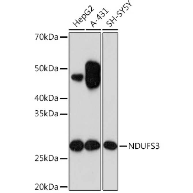 NDUFS3 Rabbit Monoclonal Antibody