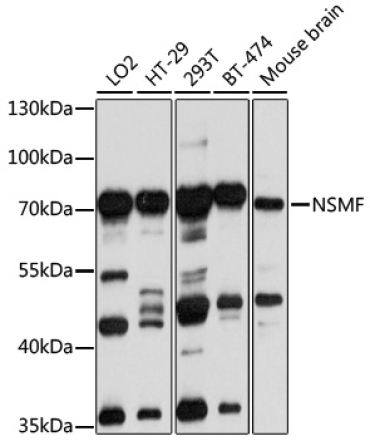 NSMF Rabbit Polyclonal Antibody