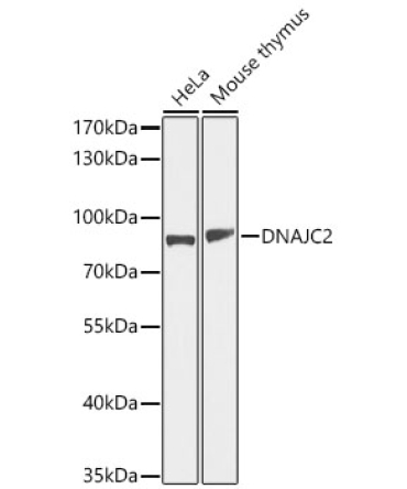 DNAJC2 Rabbit Polyclonal Antibody
