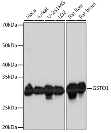 GSTO1 Rabbit Monoclonal Antibody
