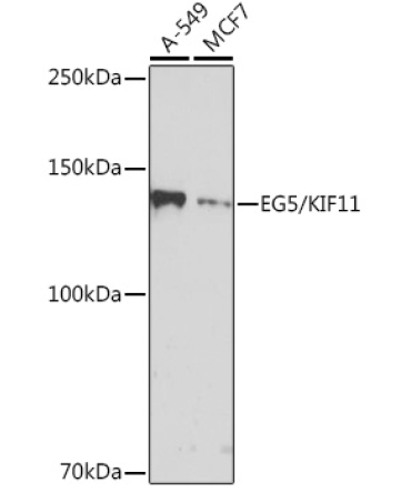 EG5/KIF11 Rabbit Monoclonal Antibody