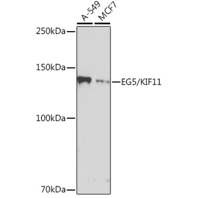 EG5/KIF11 Rabbit Monoclonal Antibody