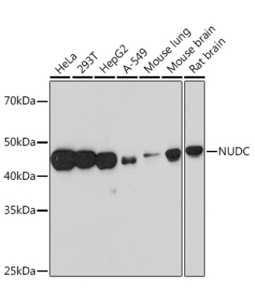 NUDC Rabbit Monoclonal Antibody