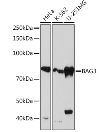 BAG3 Rabbit Monoclonal Antibody