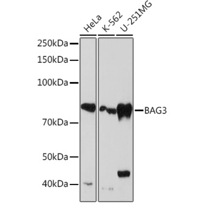BAG3 Rabbit Monoclonal Antibody