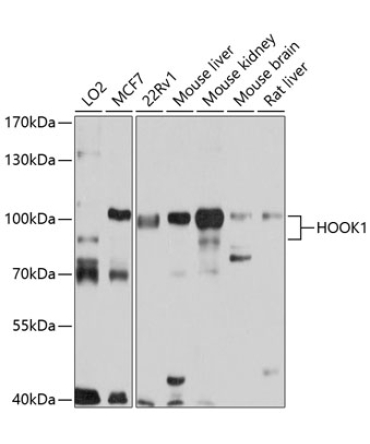 HOOK1 Rabbit Polyclonal Antibody
