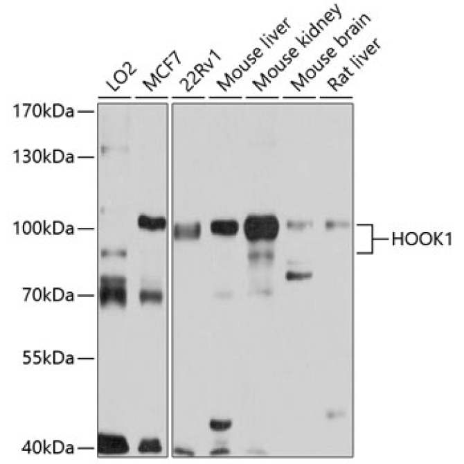 HOOK1 Rabbit Polyclonal Antibody