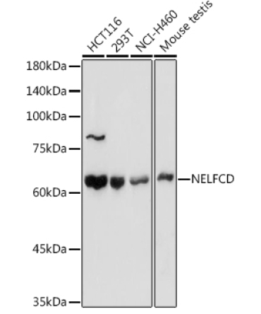 NELFCD Rabbit Polyclonal Antibody