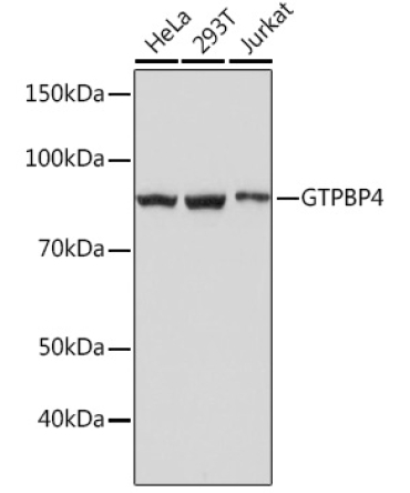 GTPBP4 Rabbit Monoclonal Antibody