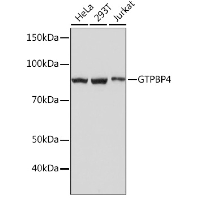 GTPBP4 Rabbit Monoclonal Antibody