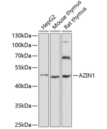 AZIN1 Rabbit Polyclonal Antibody