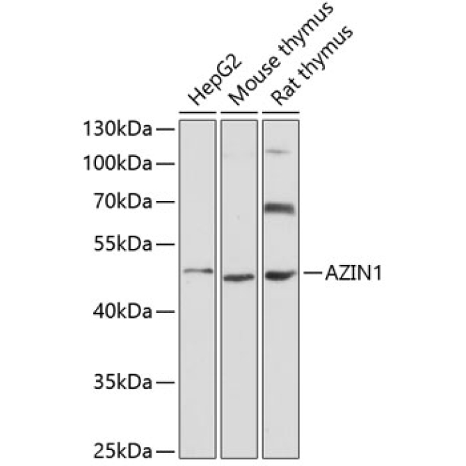 AZIN1 Rabbit Polyclonal Antibody